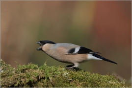 <p>HÝL OBECNÝ (Pyrrhula pyrrhula) Šluknovsko - Jiříkov ------- /Eurasian bullfinch - Gimpel/</p>